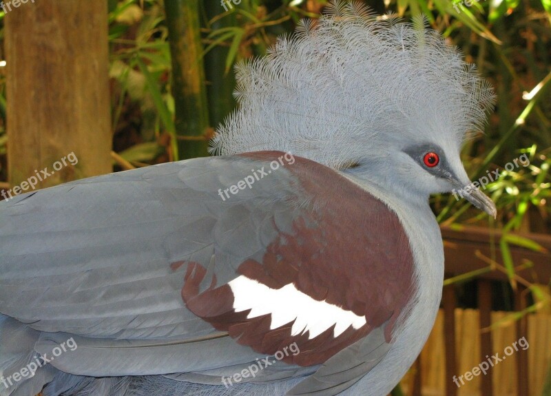 Western Crowned Pigeon Pigeon Common Crowned Pigeon Blue Crowned Pigeon Goura Cristata