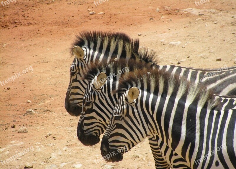 Zebras Safari Africa Animals Stripes