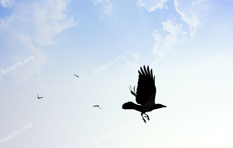 Against Bird Blue Clouds Flying