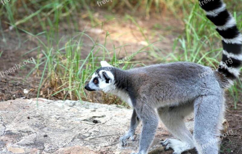 Animal Black And White Catta Creature Lemur