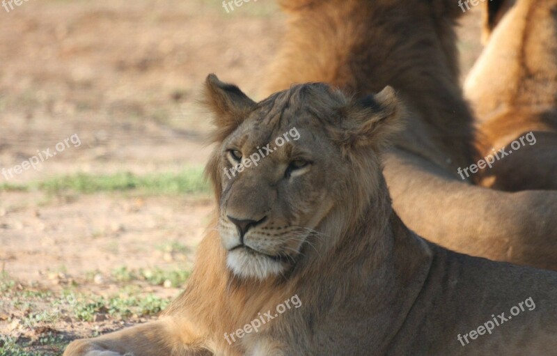 Big Cat Face Lion Portrait Posing