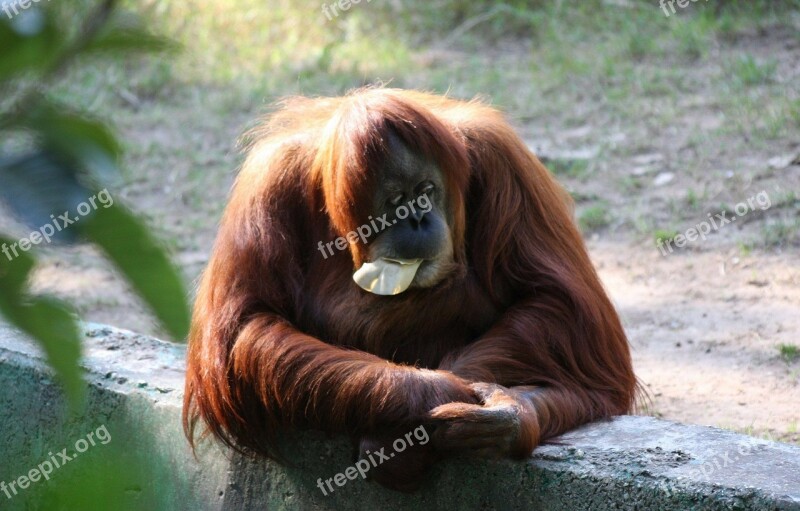 Ape Down Monkey Orangutan Sitting