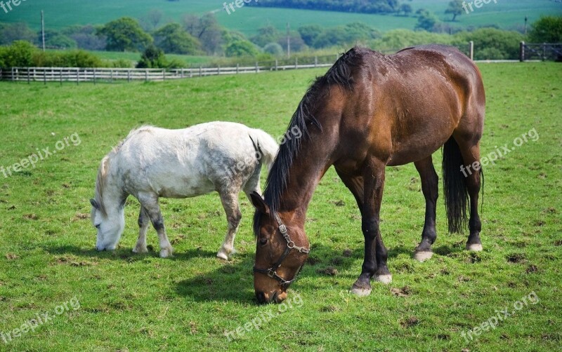 Valley Horses Animal Grass Brown