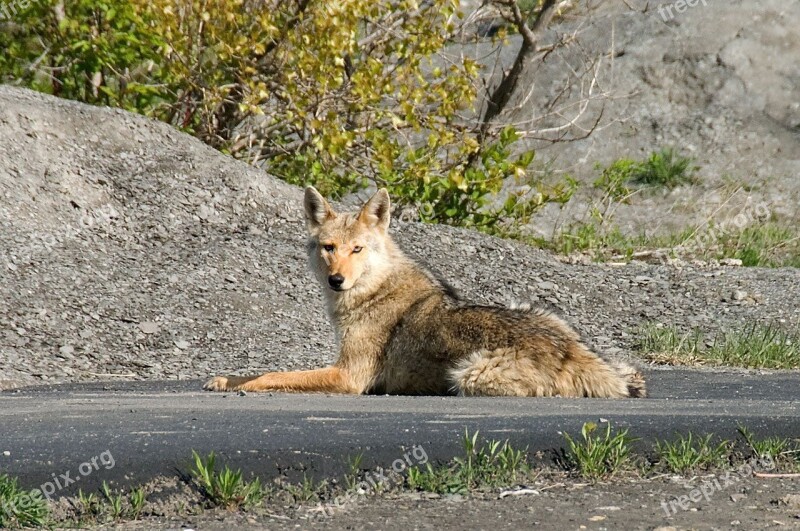 Animal Coyote Fox Sitting Street