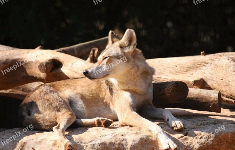 Alert Fox Resting Staring Wildlife