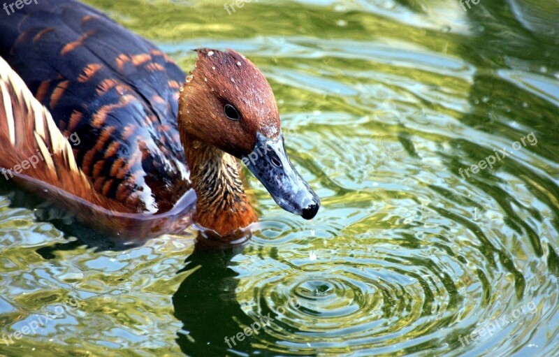 Duck Lake Mallard Swimming Water