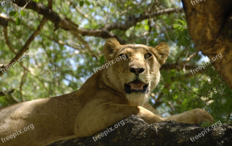 Female Lion Lioness Sitting Tree Branch