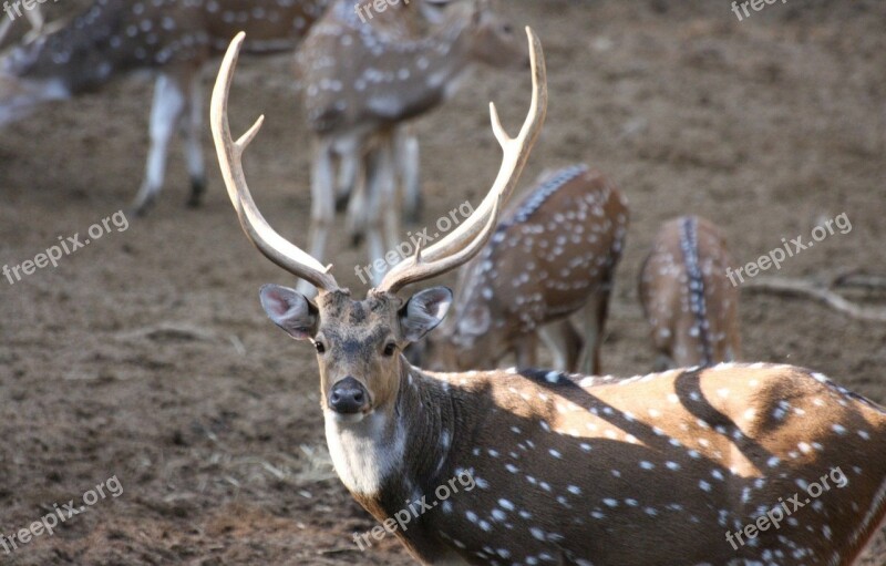 Animal Deer Horns Spots White Tailed