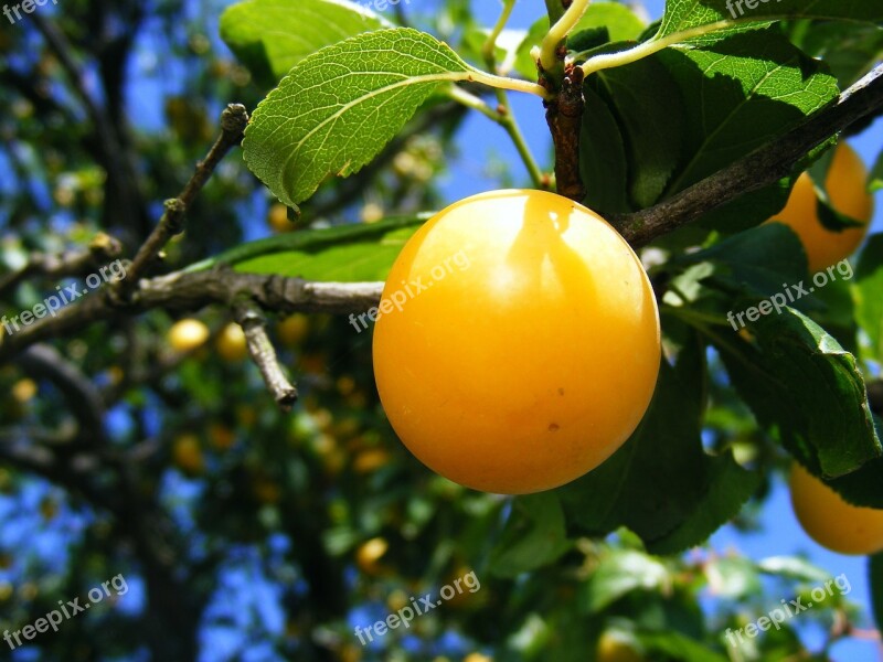 Plums Prunu Red Round Sweet