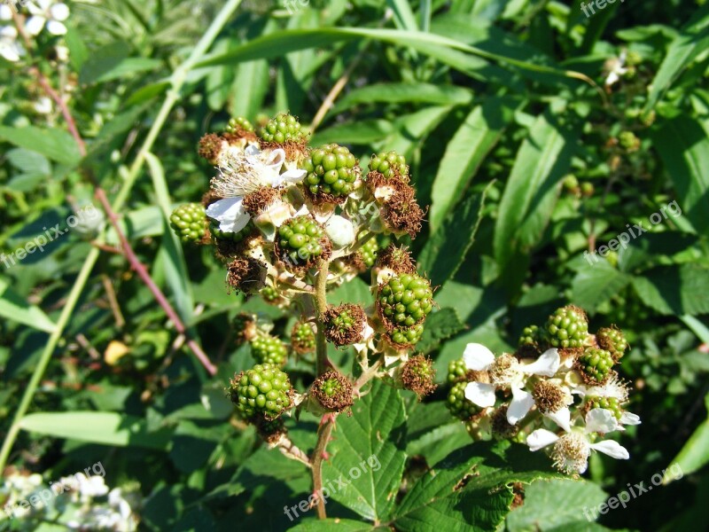 Blackberry Flowers Fruit Green Rosaceae