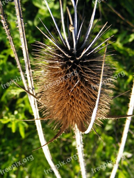 Bull Cirsium Lanceolatum Sharp Sky