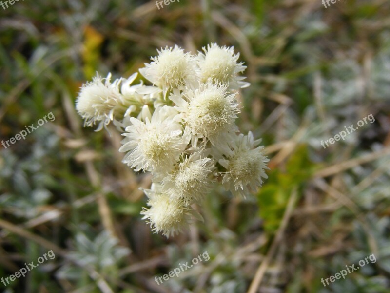 Arenarium Flowers Gnaphalium Green Helichrysum