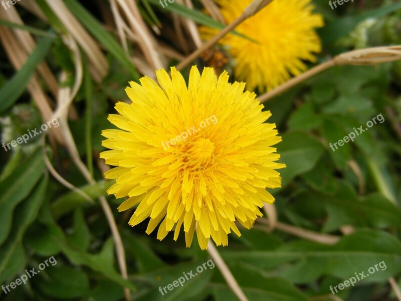 Anti-cancer Asteraceae Dandelion Dyspeptic Flower