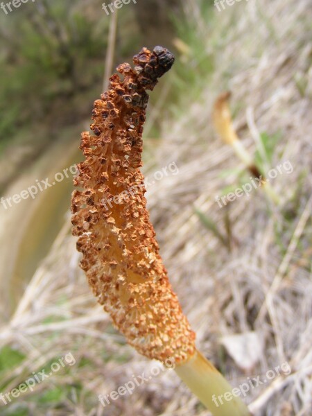 Arvense Diuretic Equisetum Field Horsetail