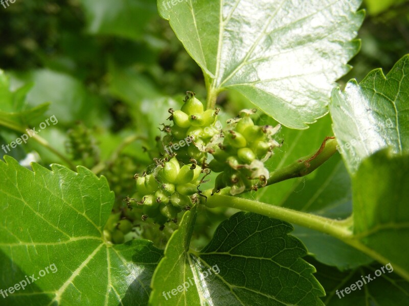 Anthocyanins Broussonetia Colorants Fruits Green