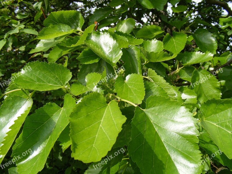 Anthocyanins Broussonetia Colorants Fruits Green