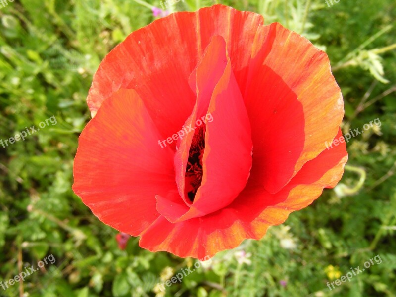 Corn Field Flower Papaver Poppy