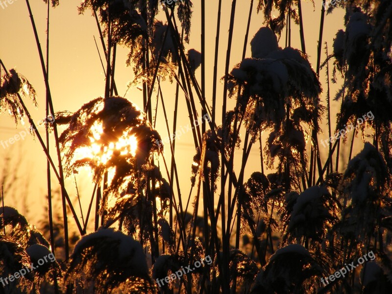 Grass Phragmites Poales Reed Specie