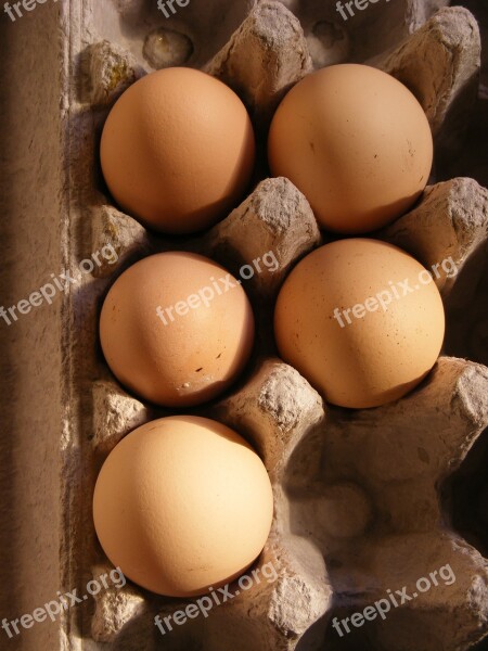 Chicken Domesticus Eggs Gallus Birds