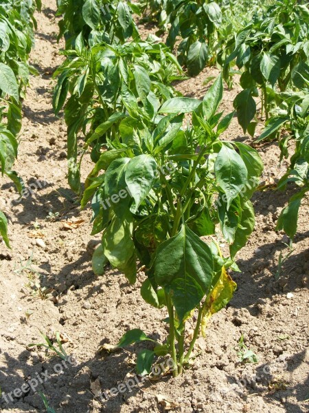 Bloom Garden Green Pepper Plant