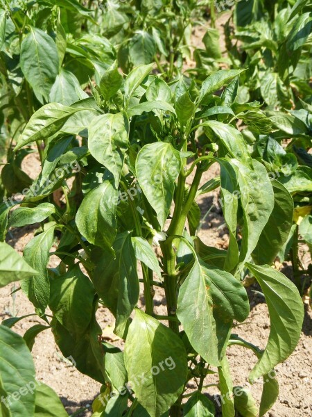 Bloom Garden Green Pepper Plant