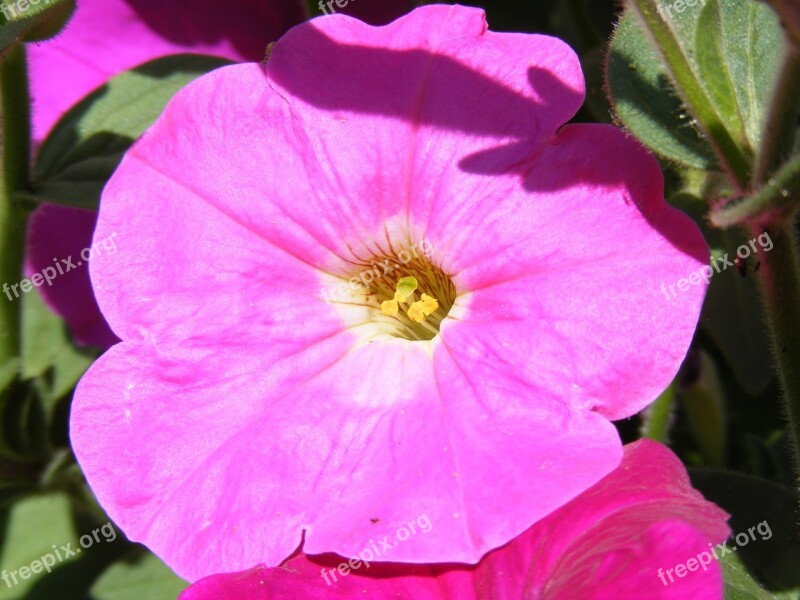 Flower Flowers Fucsia Petunia Solanaceae