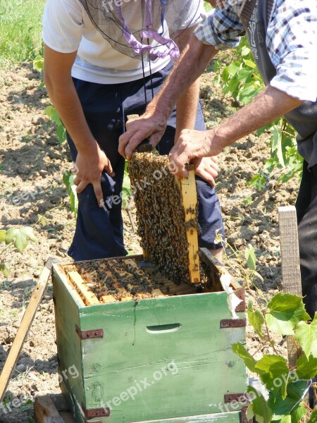 Bee Garden Hive Inside Open