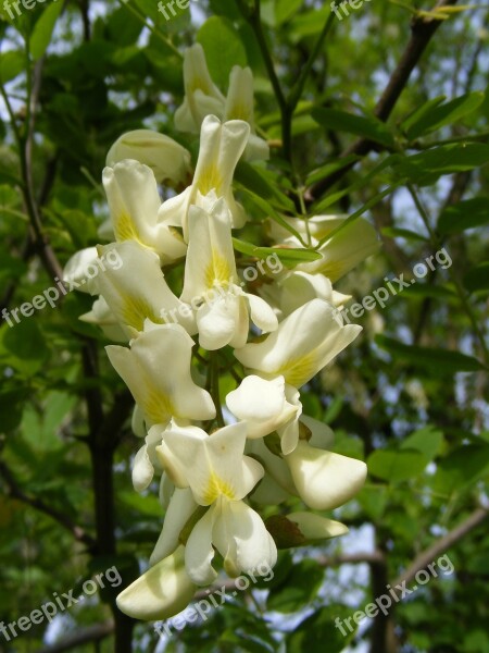 Acacia Black Fabaceae Faboideae Flowers