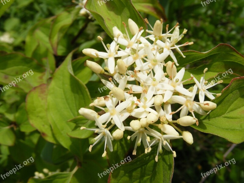 Cornus Dogwood Flowers Sanguinea Plants