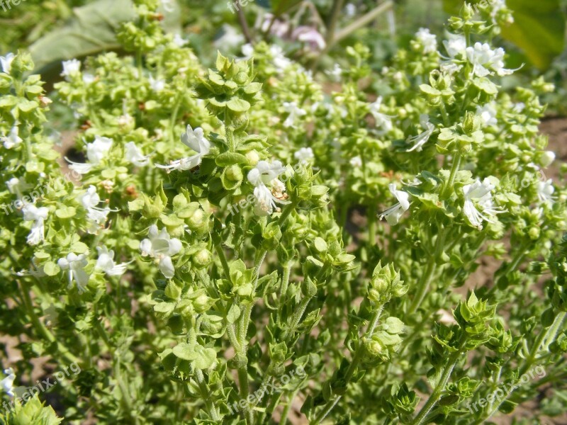 Basil Bee Blooming Flowers Spices