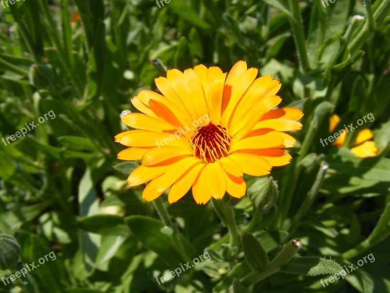 Antiseptic Bactericide Calendula Flowers Herb