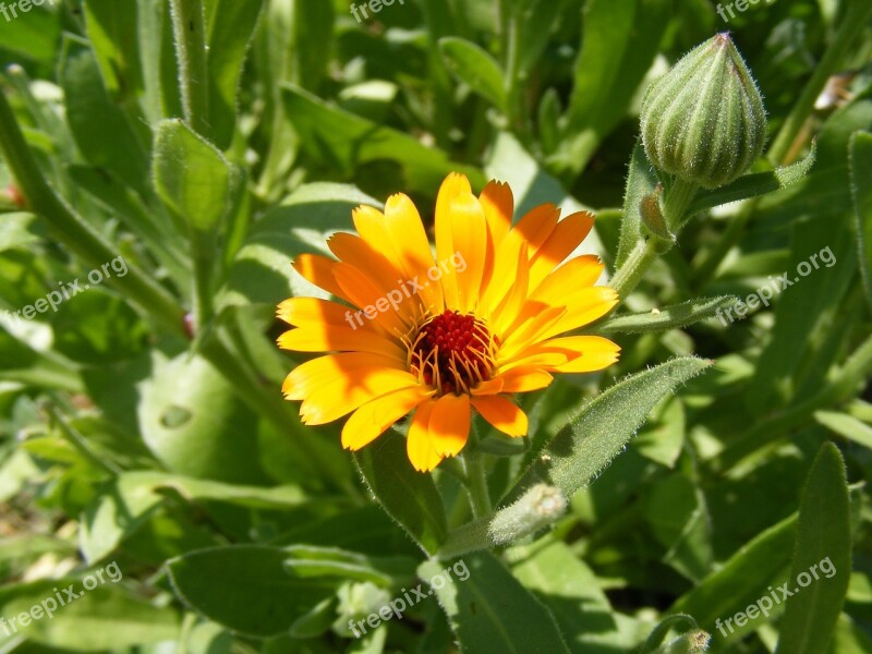 Antiseptic Bactericide Calendula Flowers Herb