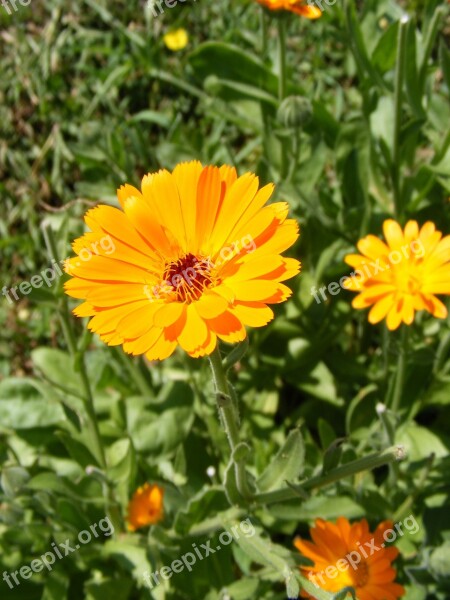 Antiseptic Bactericide Calendula Flowers Herb