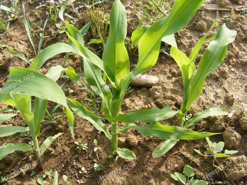 Corn Cornfield Field Green Small