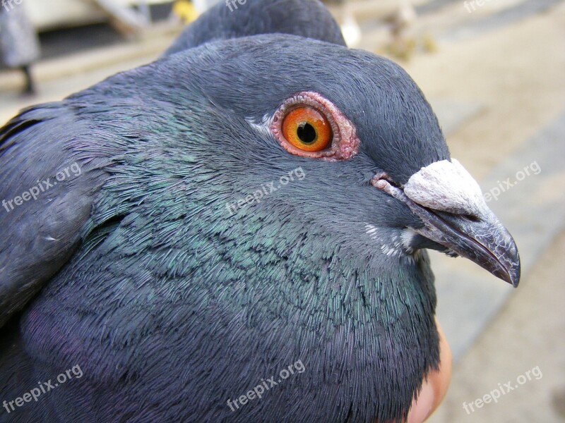 Catching Dove Hand Nice Pigeon