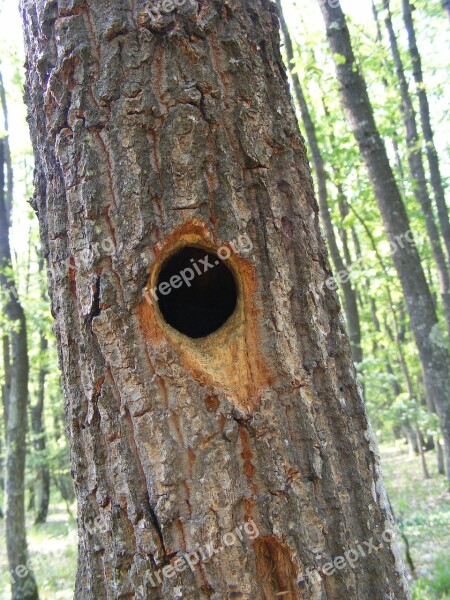 Baby Nest Whimpering Woodpeckers Animals