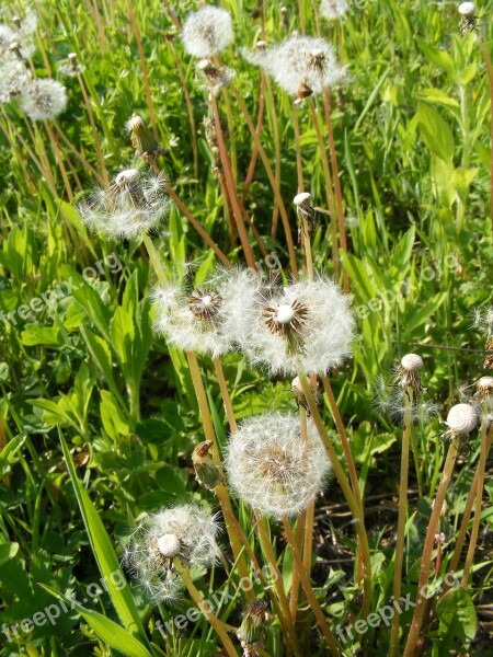 Blow Dandelion Flowers Fruits Officinale