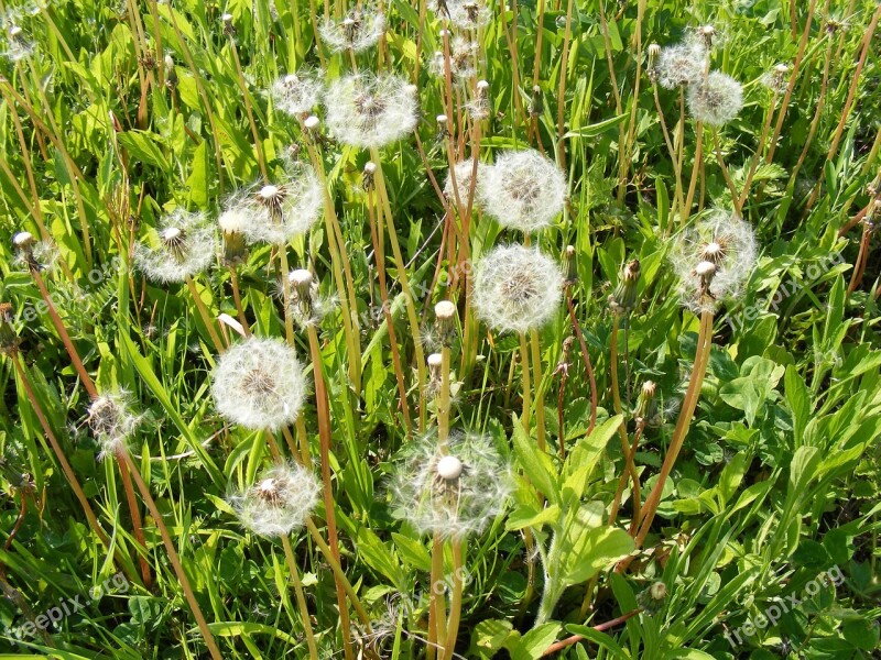 Blow Dandelion Flowers Fruits Officinale