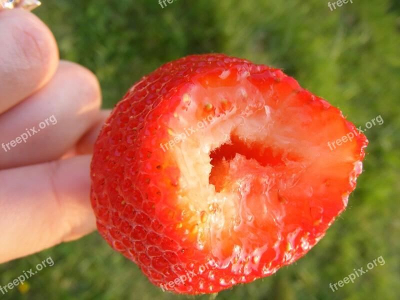 Beautiful Berry Bite Close-up Colorful