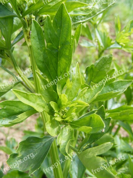 Flavor Green Levisticum Lovage Officinale