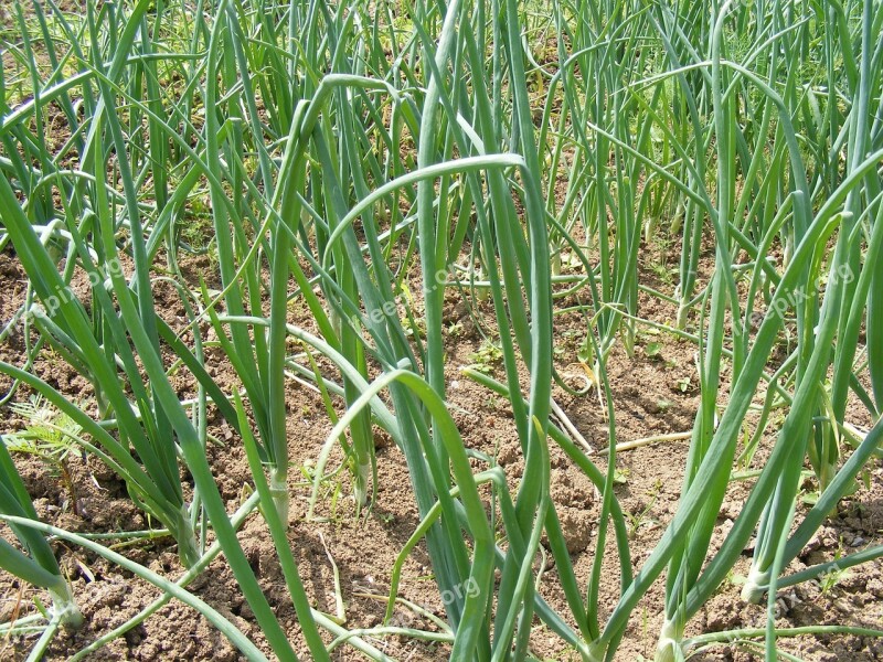 Allium Bulb Cepa Cooked Field