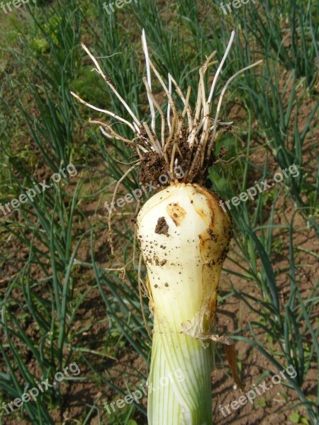 Bunching Callions Flavor Green Onion