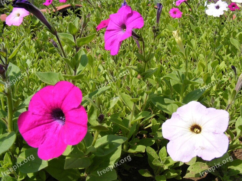 Flowers Garden Hybrida Petunias Summer