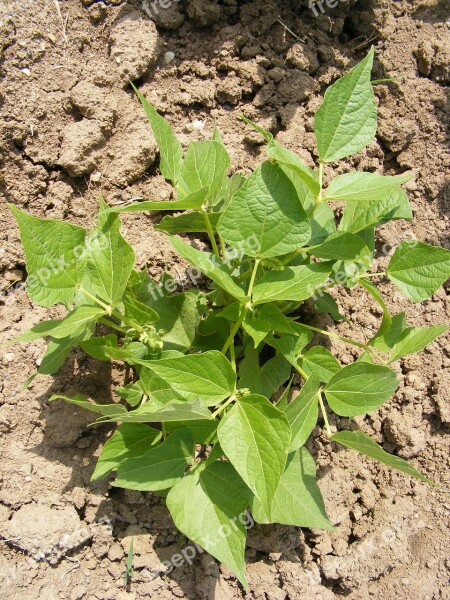 Bean Bush Fabaceae Green Leaves