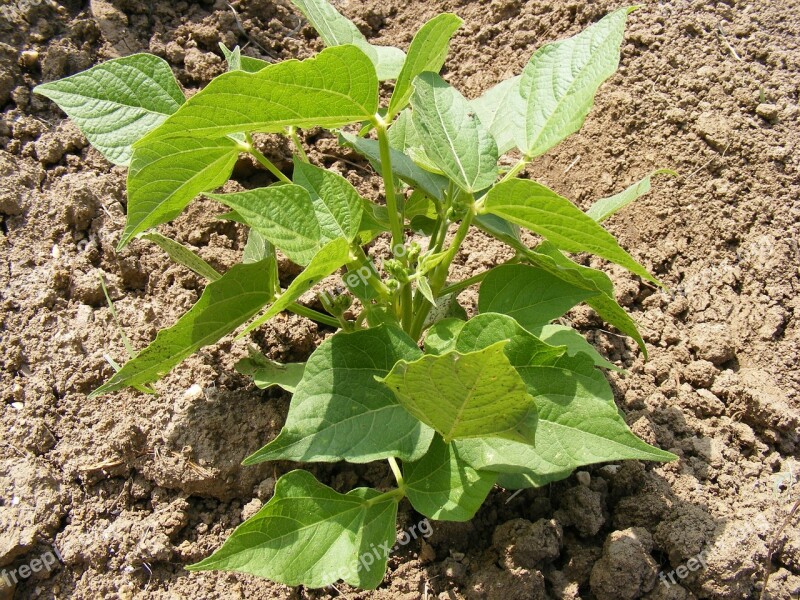 Bean Bush Fabaceae Green Leaves