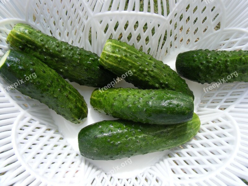 Cucumber Cucumis Cucurbitaceae Fruit Green