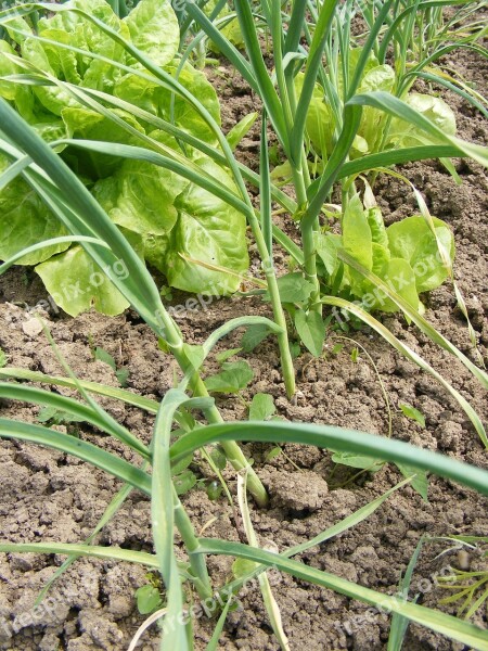 Allium Antioxidant Common Garden Garlic