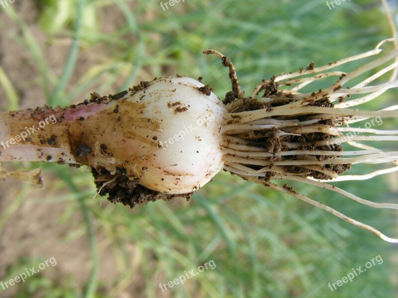 Allium Fresh Garlic Green Sativum