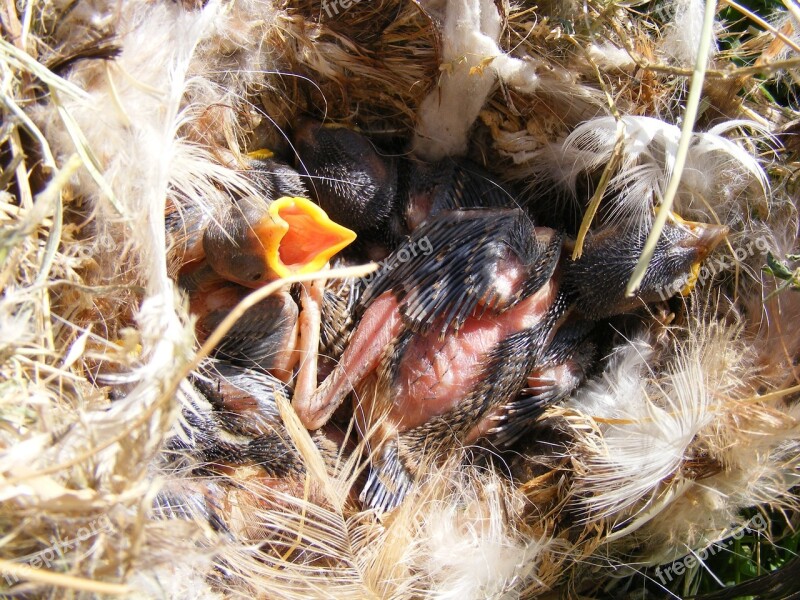 Baby Bird Feathers Little Nest