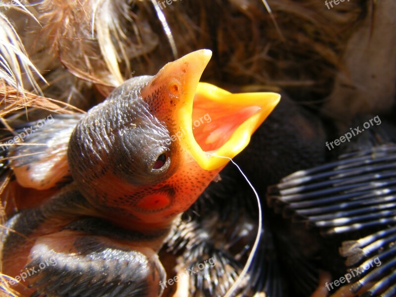 Baby Bird Feathers Little Nest